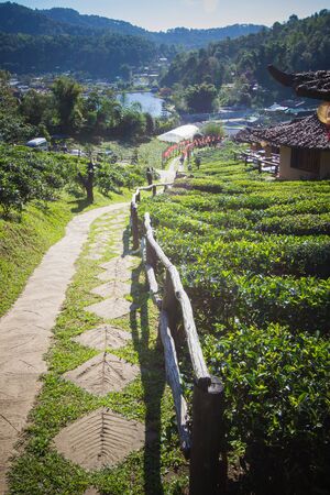 Earthen buildings and U-Long tea plantations at Ban Rak Thai Village,near Thai-Myanmar border,Mae Hong Son province,Northern Thailand.の写真素材
