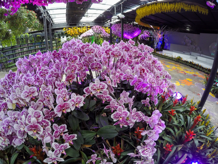 Prachinburi,Thailand-January11,2018:Displays of flowers in dark room along with lights at Dasada Gallery.のeditorial素材