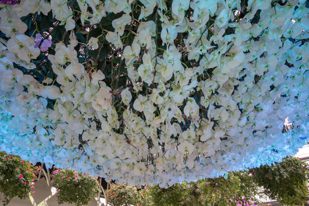 Prachinburi,Thailand-January11,2018:Displays of flowers in dark room along with lights at Dasada Gallery.のeditorial素材