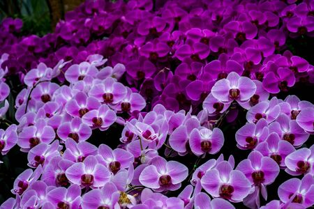 Beautiful Phalaenopsis(moth orchids)の写真素材