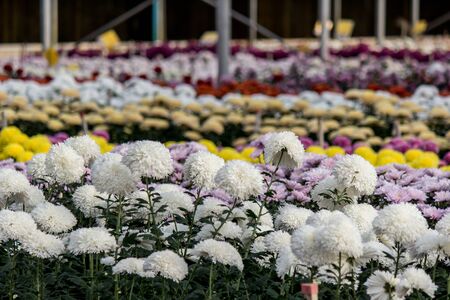 Varieties of Chrysanthemumsの写真素材