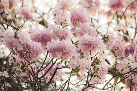 Rosy trumpet flowers.May be called Tabebuia roseaor pink poui.