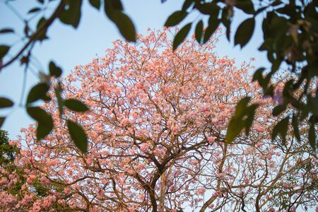 Rosy trumpet flowers.May be called "Tabebuia rosea"or "pink poui".の写真素材