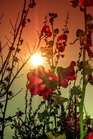 Red hollyhocks with morning sunlights.の写真素材