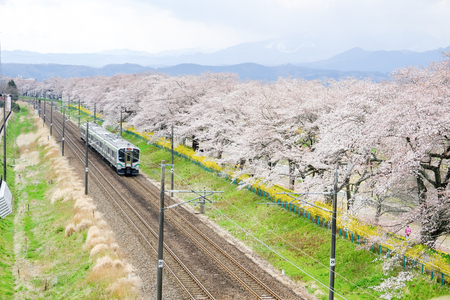 Shibata,Miyagi,Tohoku,Japan on April 12,2017:JR Tohoku line train and cherry trees along Shiroishi river banks in spring.のeditorial素材