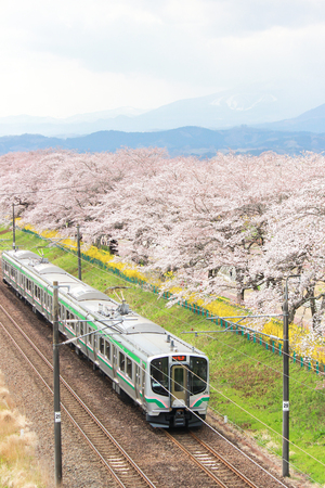Shibata,Miyagi,Tohoku,Japan on April 12,2017:JR Tohoku line train and cherry trees along Shiroishi river banks in spring.のeditorial素材