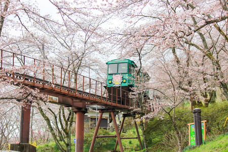 Cherry Blossom Festival at Funaoka Castle Ruin Park,Shibata,Miyagi,Tohoku,Japan on April12,2017:Slope car passing sakura tunnelのeditorial素材