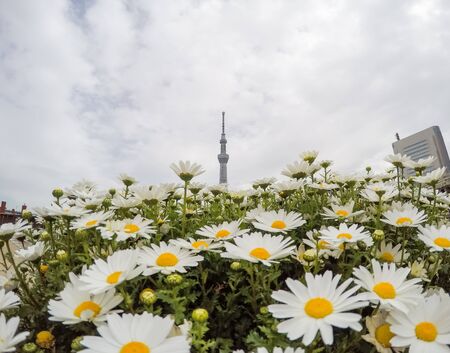 Sumida Park Sakura-matsuri Festival,Taito-ku,Tokyo,Japan on Apr7,2017: Tokyo Skytree with daisy flowers in the foregroundのeditorial素材