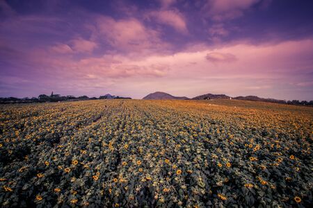 Field of sunflowers in Pak Chong district,Nakhon Ratchasima Province,northeastern Thailand.の写真素材