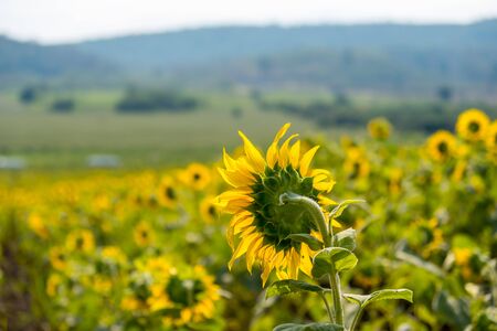 Field of sunflowers in Pak Chong district,Nakhon Ratchasima Province,northeastern Thailand.の写真素材