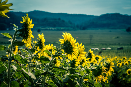 Field of sunflowers in Pak Chong district,Nakhon Ratchasima Province,northeastern Thailand.の写真素材