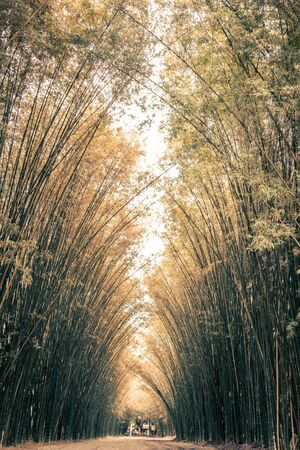 Bamboo tunnel at Wat Chulabhorn Wanaram,subdistrict of Ban Phrik,Ban Na District,Nakhon Nayok Province,Thailaの写真素材