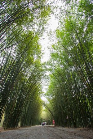 Bamboo tunnel at Wat Chulabhorn Wanaram,subdistrict of Ban Phrik,Ban Na District,Nakhon Nayok Province,Thailaのeditorial素材