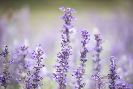 Field of Blue salvia flowers.(selective focus)の写真素材