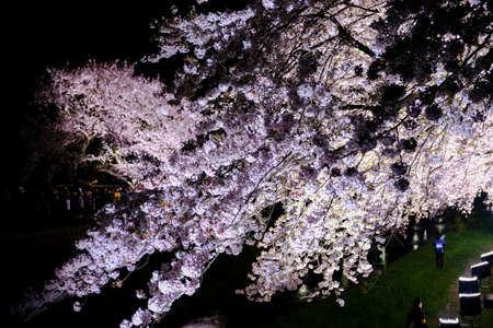 Cherry trees lighted up along Nogawa River,Sazumachi,Chofu-shi,Tokyo,Japan in spring.の写真素材
