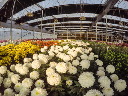 Varieties of Chrysanthemumsの写真素材