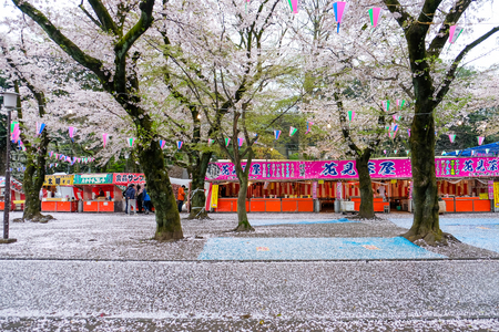 Cherry Blossom Festival at Kita-in Temple,Kosenbamachi,Kawagoe,Saitama,Japan on April9,2017:Sakurafubuki or cherry blossom blizzard looks like snowflakes,gently drifting towards the ground.のeditorial素材