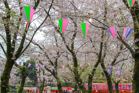 Cherry Blossom Festival at Kita-in Temple,Kosenbamachi,Kawagoe,Saitama,Japan on April9,2017:Sakurafubuki or cherry blossom blizzard looks like snowflakes,gently drifting towards the ground.のeditorial素材
