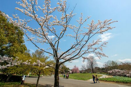 Cherry trees at Showa Kinen Koen(Showa Memorial Park),Tachikawa,Tokyo,Japan in spring.のeditorial素材