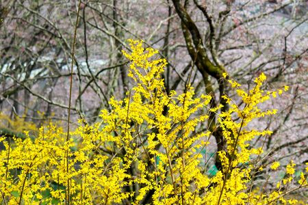Funaoka Castle Ruin Park,Shibata,Miyagi,Tohoku,Japan on April 12,2017:Yellow Forsythia along the walkwayのeditorial素材