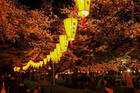 Sakura Festival lanterns and fully-bloomed cherry blossoms at night,Ueno Park(Ueno Koen),Ueno district of Taito,Tokyo,Japan.のeditorial素材