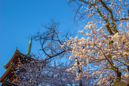 Ueno Sakura Matsuri (Cherry Blossom Festival) at Ueno Park(Ueno Koen),Taito,Tokyo,Japan on April 7,2017:Five-story pagoda of former Kan'eiji temple and cherry blossoms in springのeditorial素材