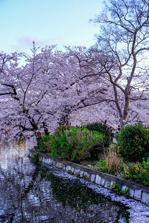 Ueno Sakura Matsuri (Cherry Blossom Festival) at Ueno Park(Ueno Koen),Taito,Tokyo,Japan on April 7,2017:Cherry trees along Shinobazu pond(Shinobazu-no-ike) in the southwest half of the park,one of the major cherry blossom-viewing spots in spring.のeditorial素材