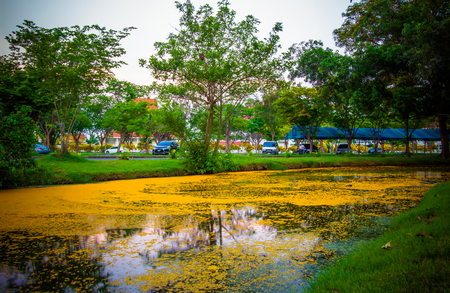 Nakhon Pathom Province,Thailand on March 30,2018:Fallen yellow petals of Padauk flowers covering the pond at Phutthamonthon public park in summer.のeditorial素材