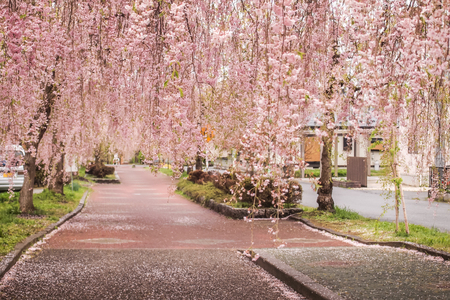 Beautiful pink tunnels of Shidarezakura(Weeping Cherry blossoms) on the Nicchu Line,Kitakata,Fukushima,Tohoku,Japanの写真素材