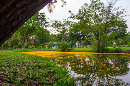 Fallen yellow petals of Padauk flowers covering the pond with evening sky at Phutthamonthon public park,Nakhon Pathom Province,Thailand in summer.の写真素材
