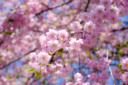 Weeping cherry blossoms(Shidarezakura) at Morioka castle ruins park(Iwate Park),Iwate,Tohoku,Japan.(selective focus)の写真素材