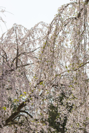 Fully bloomed weeping cherry blossoms(shidarezakura) at Samurai District of Kakunodate,Akita,Tohoku,Japan in spring.の写真素材
