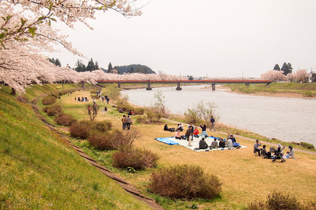 Kakunodate,Akita,Tohoku,Japan on April 27,2018:Hanami picnics along the Hinokinai River in spring.(selective focus)のeditorial素材