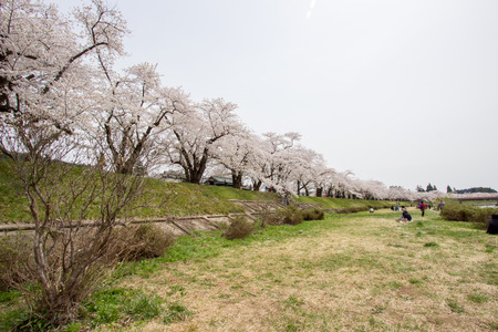 Kakunodate,Akita,Tohoku,Japan on April 27,2018:Hanami picnics along the Hinokinai River in spring.(selective focus)のeditorial素材