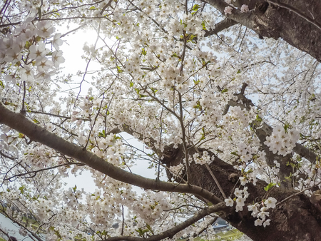 Fully bloomed cherry blossoms along Hinokinai River,Kakunodate,Akita,Tohoku,Japan in spring.(selective focus)の写真素材