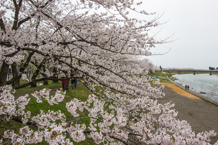 Fully bloomed cherry blossoms along Hinokinai River,Kakunodate,Akita,Tohoku,Japan in spring.(selective focus)の写真素材