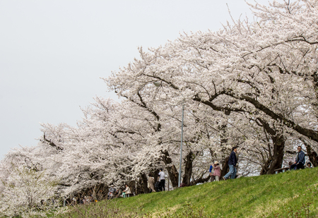 Kakunodate,Akita,Tohoku,Japan on April 27,2018:Strolling under cherry blossom tunnel along the Hinokinai River in springのeditorial素材