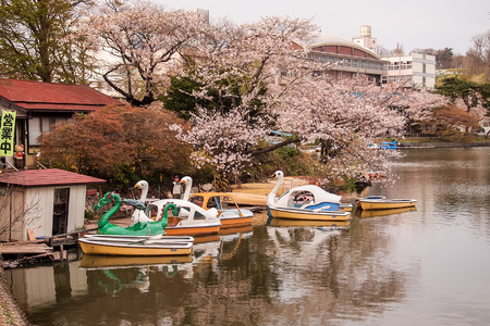 Cherry blossom Festival at Takamatsu Park,Morioka,Iwate,Tohoku,Japan on April27,2018:Water bikes and paddle boats with cherry trees at Takamatsu Pond.のeditorial素材