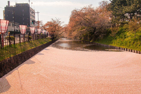 Hirosaki Cherry Blossom Festival 2018 at Hirosaki Park,Aomori,Tohoku,Japan on April 28,2018:Spectacular views of outer moat filled with cherry blossom petals,may be called "Hanaikada".のeditorial素材