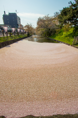 Hirosaki Cherry Blossom Festival 2018 at Hirosaki Park,Aomori,Tohoku,Japan on April 28,2018:Spectacular views of outer moat filled with cherry blossom petals,may be called "Hanaikada".のeditorial素材