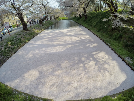 Hirosaki Cherry Blossom Festival 2018 at Hirosaki Park,Aomori,Tohoku,Japan on April 28,2018:Spectacular views of outer moat filled with cherry blossom petals,may be called "Hanaikada".のeditorial素材