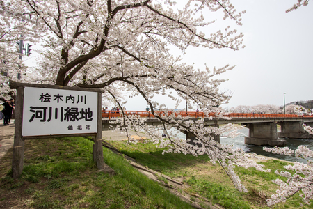 Kakunodate,Akita,Tohoku,Japan on April 27,2018:Fully bloomed cherry blossoms and Yokomachi Bridge across Hinokinai River.(selective focus)のeditorial素材