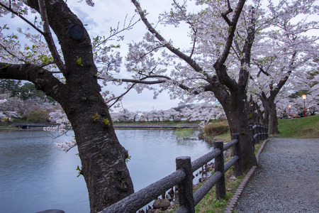 Cherry blossom Festival at Takamatsu Park,Morioka,Iwate,Tohoku,Japan on April27,2018:Beautiful cherry blossoms around Takamatsu Pondのeditorial素材
