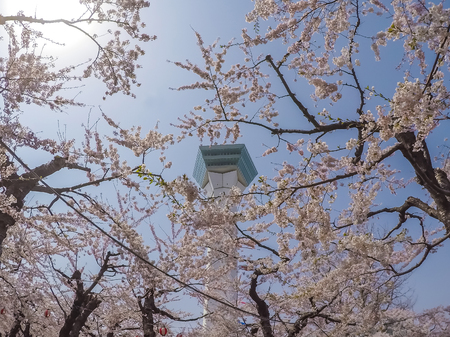 Goryokaku Tower,Hakodate,Hokkaido,Japan.With fully-bloomed cherry blossoms in the foreground.のeditorial素材