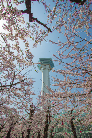 Goryokaku Tower,Hakodate,Hokkaido,Japan.With fully-bloomed cherry blossoms in the foreground.のeditorial素材