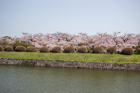 Hakodate,Hokkaido,Japan on April 29,2018:Cherry trees along the moats of Fort Goryokaku in spring.のeditorial素材