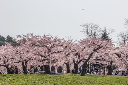 Hakodate,Hokkaido,Japan on April 29,2018:Fully-bloomed cherry blossoms at Fort Goryokaku in spring.のeditorial素材