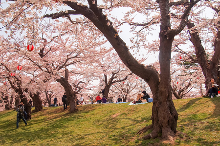 Hakodate,Hokkaido,Japan on April 29,2018:Fully-bloomed cherry blossoms at Fort Goryokaku in spring.のeditorial素材