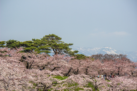 Hakodate,Hokkaido,Japan on April 29,2018:Fully-bloomed cherry blossoms at Fort Goryokaku in spring.のeditorial素材