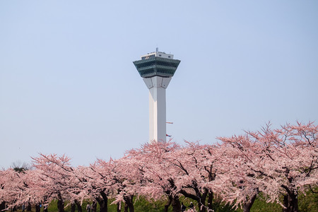 Hakodate,Hokkaido,Japan on April 29,2018:Springtime at Goryokaku Tower,with fully-bloomed cherry blossoms in the foreground.のeditorial素材